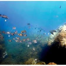 Image result for Mycteroperca rubra