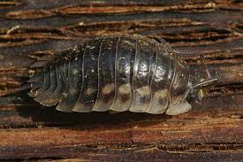 Attēlu rezultāti vaicājumam “Oniscus asellus”