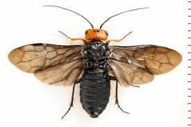 Attēlu rezultāti vaicājumam “Pamphiliidae”