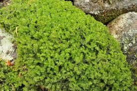 Attēlu rezultāti vaicājumam “Trilophozia quinquedentata”