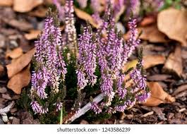 Attēlu rezultāti vaicājumam “Calluna vulgaris bud”