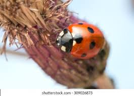 Attēlu rezultāti vaicājumam “Coccinella septempunctata imago”