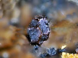 Attēlu rezultāti vaicājumam “Licea minima macro”