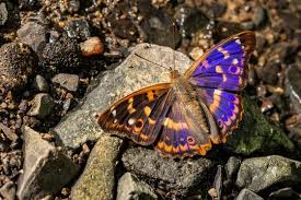 Attēlu rezultāti vaicājumam “Apatura ilia male”