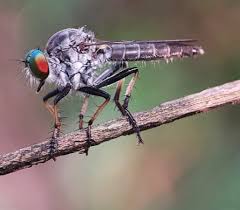 Attēlu rezultāti vaicājumam “Asilidae”