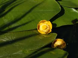 Attēlu rezultāti vaicājumam “Nuphar lutea flower”