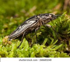 Attēlu rezultāti vaicājumam “Chalcophora mariana”