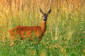 Attēlu rezultāti vaicājumam “Capreolus capreolus”