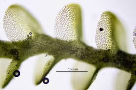Attēlu rezultāti vaicājumam “Nardia scalaris”