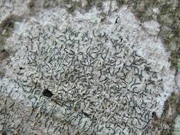 Attēlu rezultāti vaicājumam “Graphis scripta”