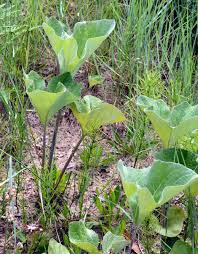 Attēlu rezultāti vaicājumam “Petasites spurius”