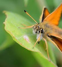 Attēlu rezultāti vaicājumam “Thymelicus sylvestris underside”