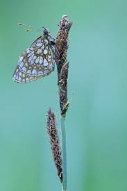 Attēlu rezultāti vaicājumam “Melitaea diamina underside”