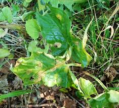 Attēlu rezultāti vaicājumam “Puccinia sessilis”