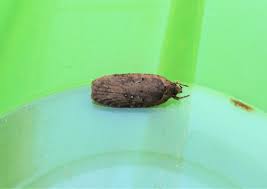 Attēlu rezultāti vaicājumam “Agonopterix ciliella imago”