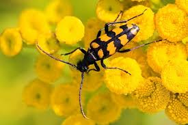 Attēlu rezultāti vaicājumam “Leptura quadrifasciata”