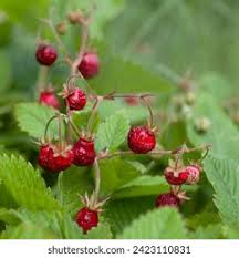 Attēlu rezultāti vaicājumam “Fragaria moschata leaf”