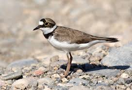 Attēlu rezultāti vaicājumam “Charadrius dubius adult”