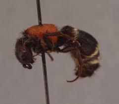 Attēlu rezultāti vaicājumam “Mutilla europaea”