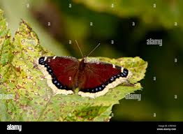 Attēlu rezultāti vaicājumam “Nymphalis antiopa”