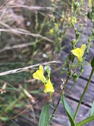 Attēlu rezultāti vaicājumam “Linaria loeselii”