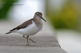 Attēlu rezultāti vaicājumam “Actitis hypoleucos adult”