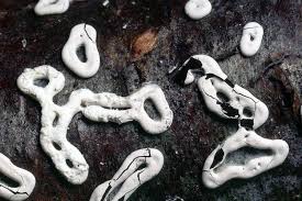 Attēlu rezultāti vaicājumam “Diderma deplanatum”