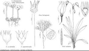 Attēlu rezultāti vaicājumam “Androsace septentrionalis fruit”