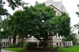 Attēlu rezultāti vaicājumam “Magnolia x soulangeana”