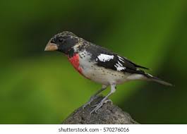 Image result for Pheucticus ludovicianus