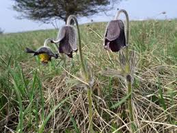 Attēlu rezultāti vaicājumam “Pulsatilla pratensis flower”