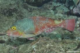 Image result for Sparisoma amplum