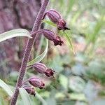 Attēlu rezultāti vaicājumam “Epipactis atrorubens fruit”