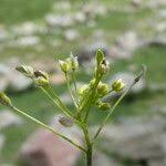 Attēlu rezultāti vaicājumam “Draba nemorosa fruit”