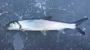 Image result for Elops saurus