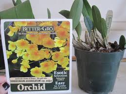 Attēlu rezultāti vaicājumam “Didymium aggregatum”