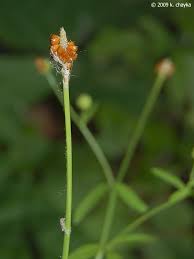 Attēlu rezultāti vaicājumam “Ranunculus elatior leaf”