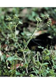 Attēlu rezultāti vaicājumam “Cerastium holosteoides fruit”