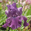 Plant Care Guides :: National Gardening Association
