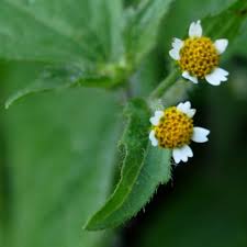 Attēlu rezultāti vaicājumam “Galinsoga quadriradiata leaf”