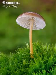 Attēlu rezultāti vaicājumam “Strobilurus esculentus”