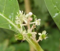 Attēlu rezultāti vaicājumam “Phytolacca acinosa flower”