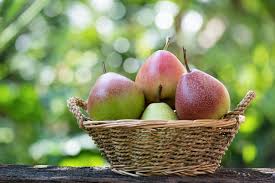 Attēlu rezultāti vaicājumam “Pyrus communis fruit”