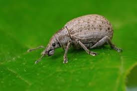 Attēlu rezultāti vaicājumam “Curculionidae”