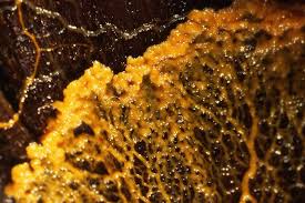 Attēlu rezultāti vaicājumam “Physarum nitens plasmodium”