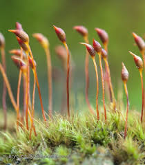Attēlu rezultāti vaicājumam “Dicranella schreberiana sporophyte”