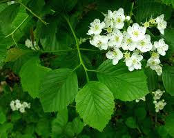 Attēlu rezultāti vaicājumam “Crataegus macracantha flower”