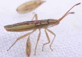 Attēlu rezultāti vaicājumam “Myrmus miriformis”