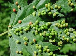 Attēlu rezultāti vaicājumam “Vasates quadripedes”