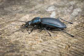 Attēlu rezultāti vaicājumam “Carabus violaceus”